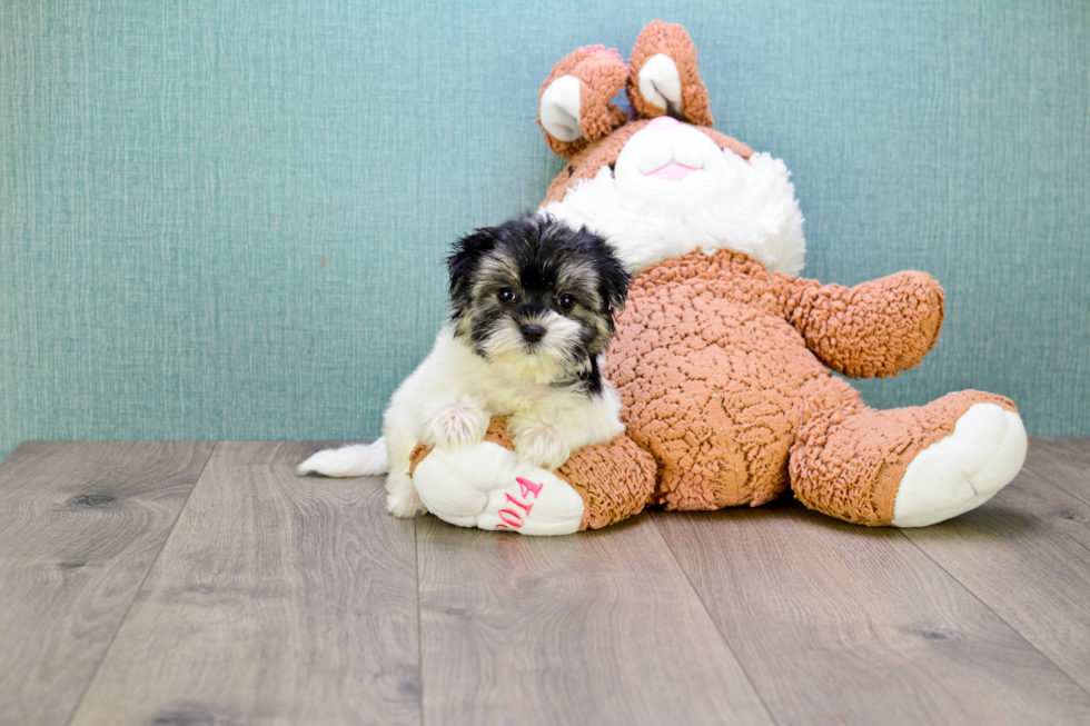 Morkie Puppy for Adoption
