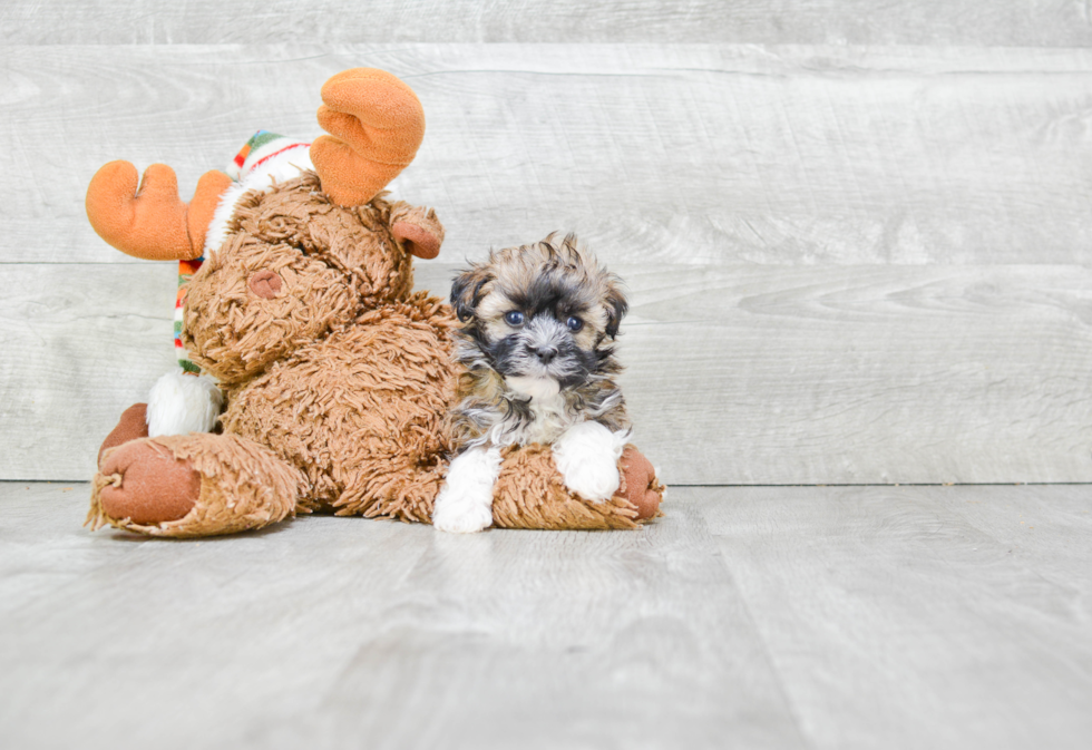 Havanese Pup Being Cute