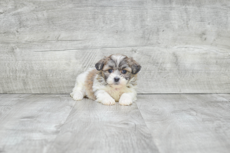 Teddy Bear Puppy for Adoption