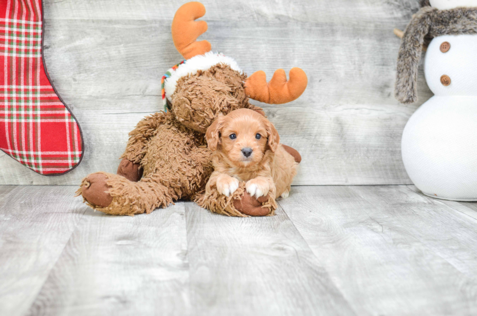 Cavapoo Puppy for Adoption