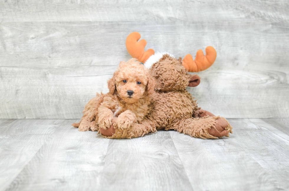 Cavapoo Pup Being Cute