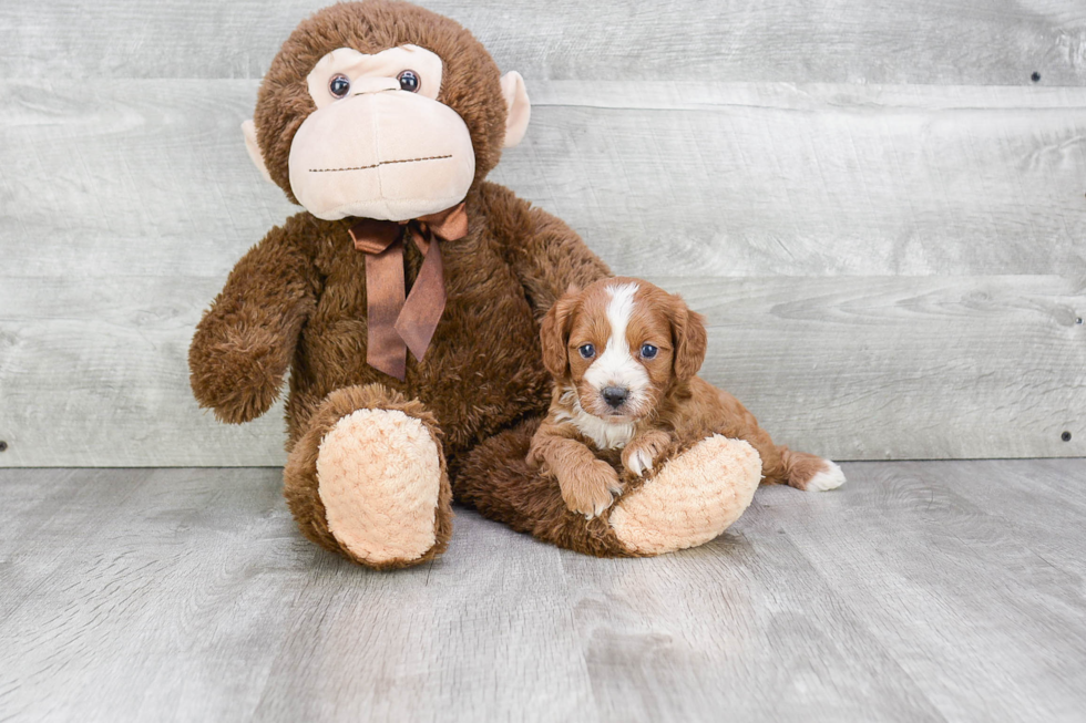 Cavapoo Pup Being Cute