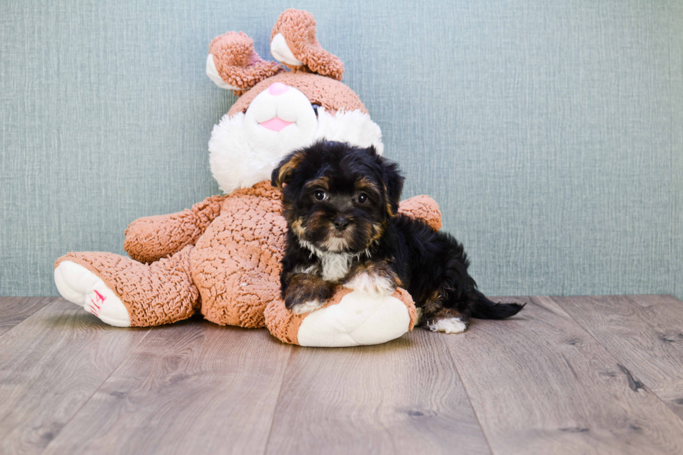 Fluffy Havanese Purebred Puppy