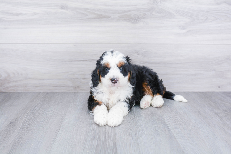 Funny Mini Bernedoodle Poodle Mix Pup