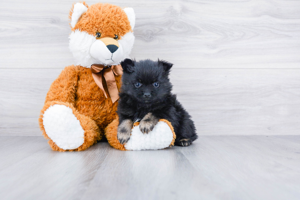 Pomeranian Puppy for Adoption