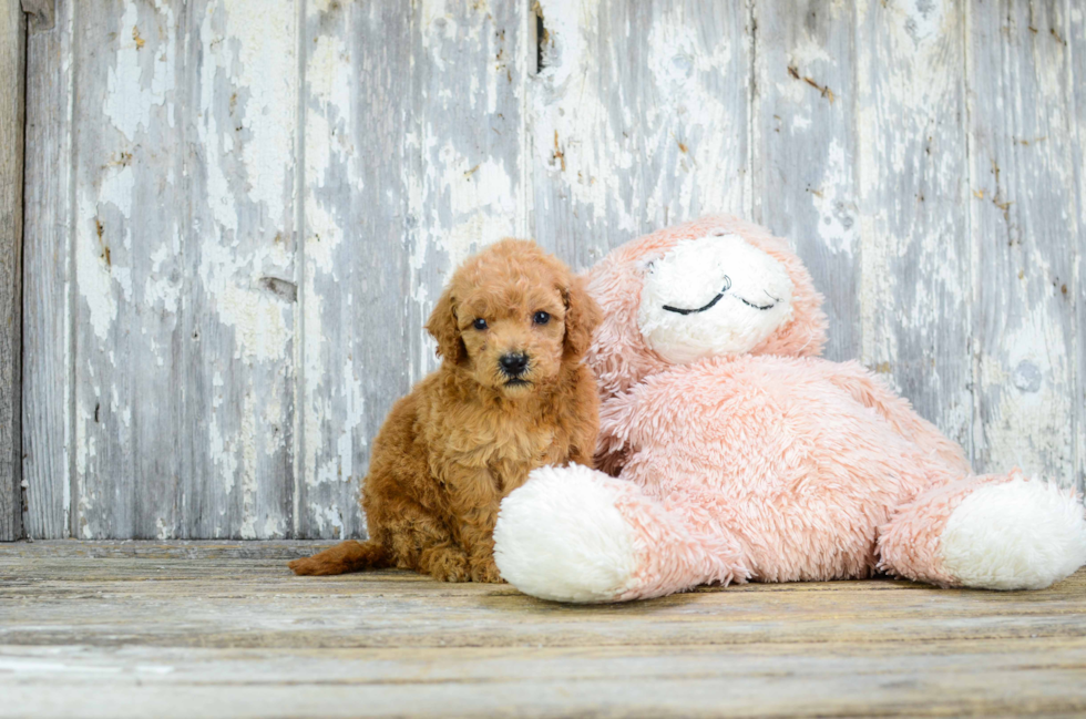 Petite Mini Goldendoodle Poodle Mix Pup