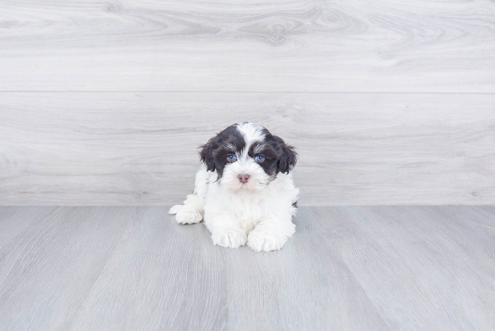 Havanese Pup Being Cute