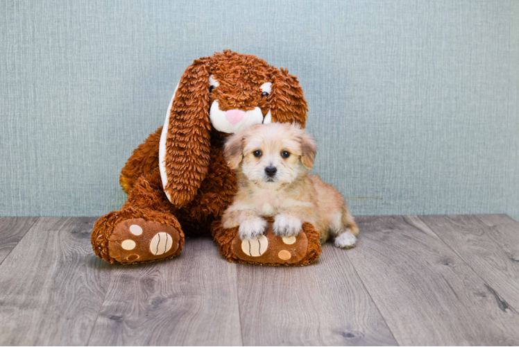 Playful Yorkie Designer Puppy