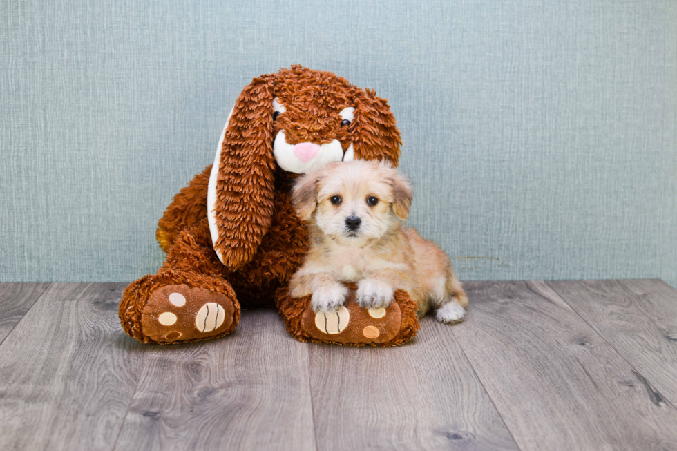 Playful Yorkie Designer Puppy