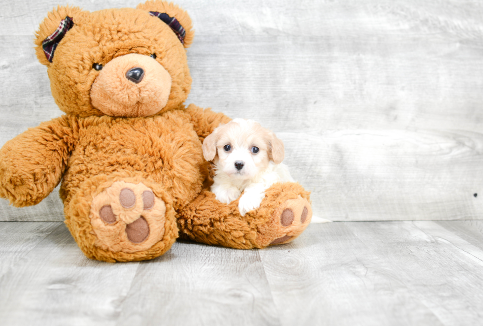 Sweet Cavachon Baby