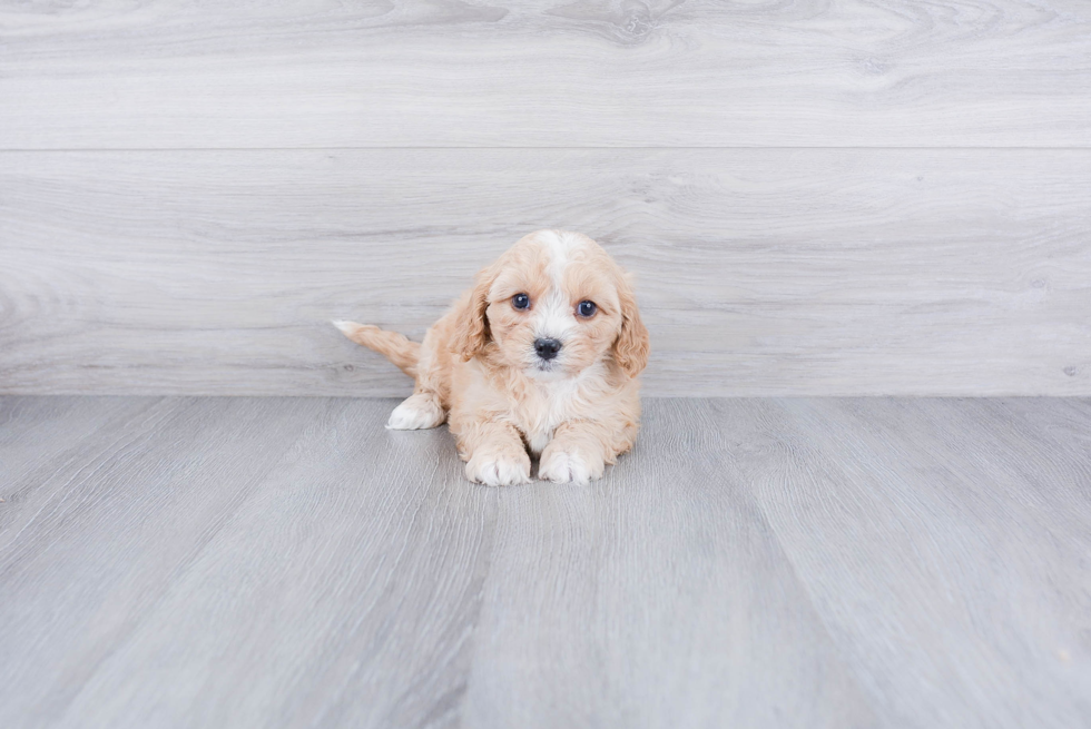 Popular Cavapoo Poodle Mix Pup