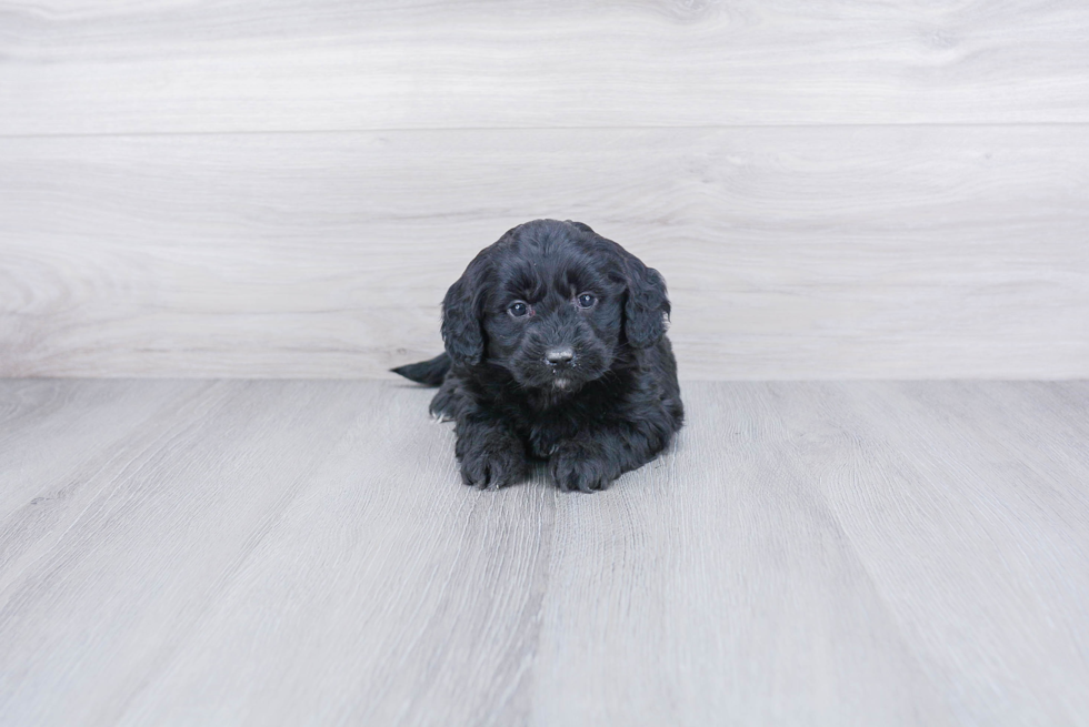 Cute Mini Goldendoodle Baby