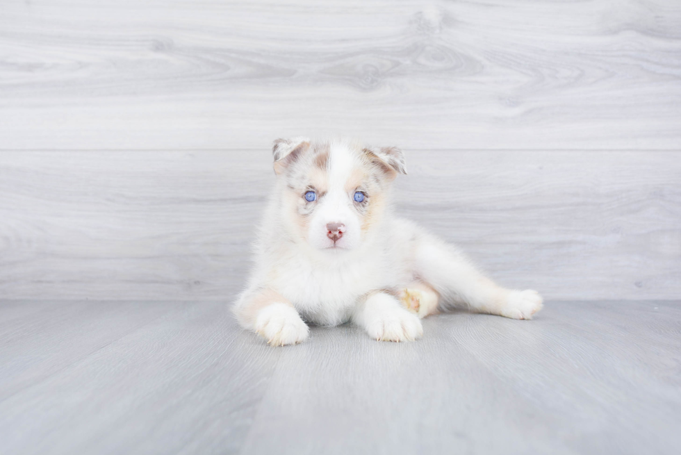 Sweet Pomsky Baby