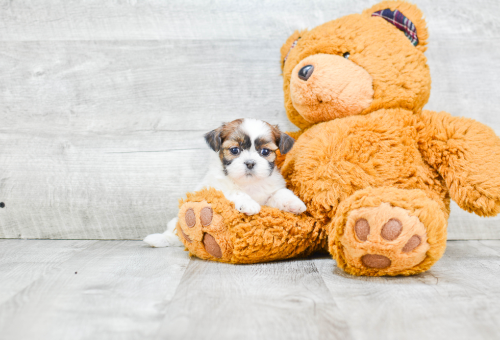 Teddy Bear Pup Being Cute