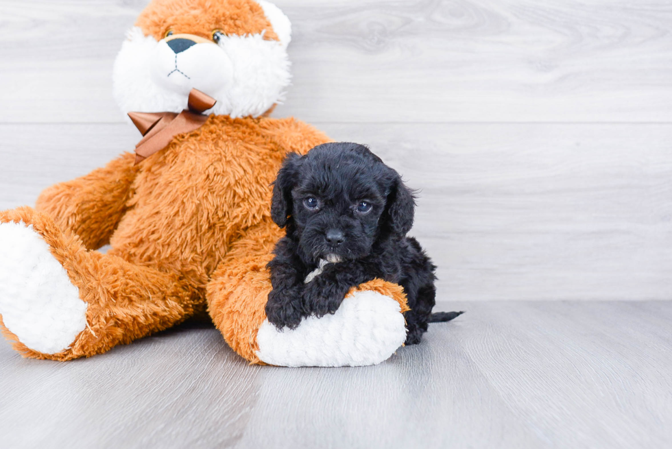 Smart Cavapoo Poodle Mix Pup