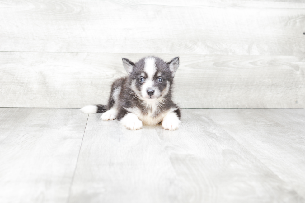 Best Pomsky Baby