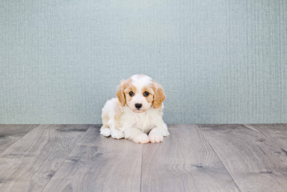 Small Cavachon Baby