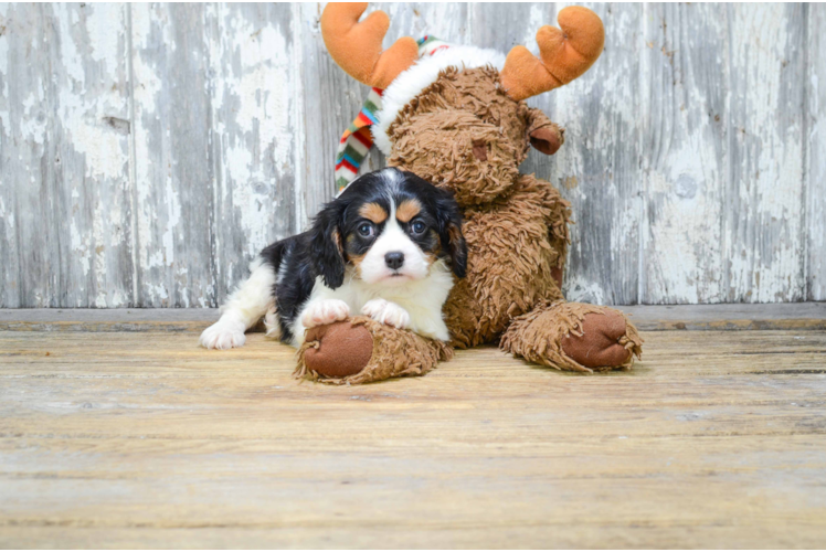 Petite Cavalier King Charles Spaniel Purebred Puppy