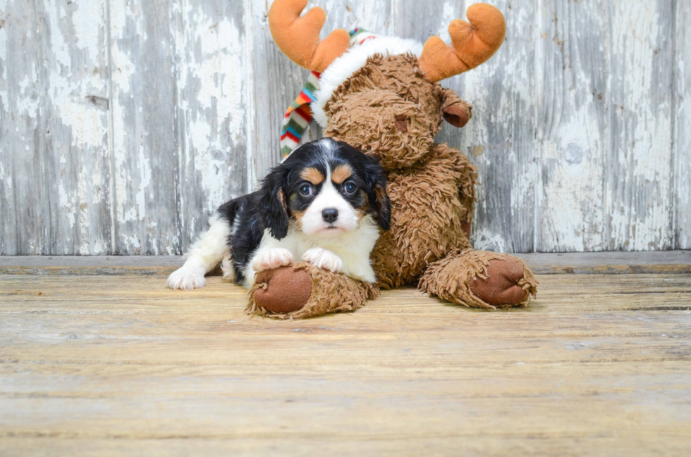 Petite Cavalier King Charles Spaniel Purebred Puppy