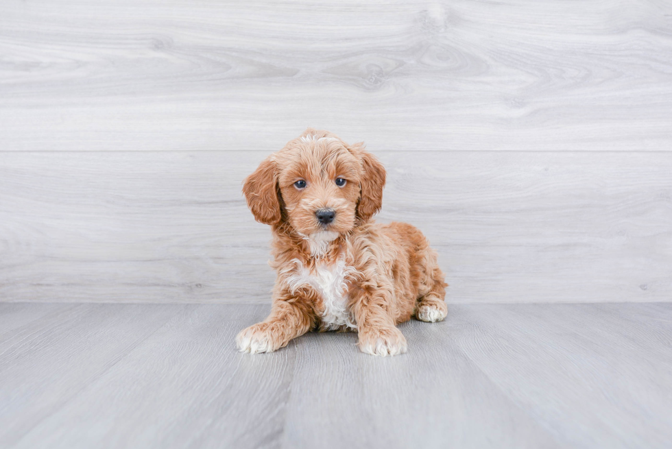 Small Mini Goldendoodle Baby