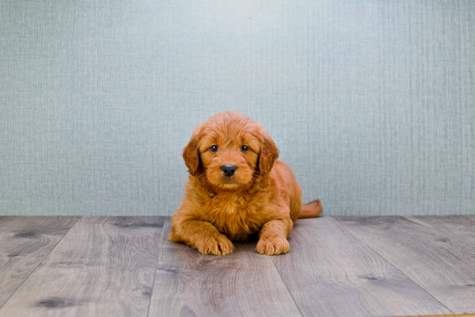 Playful Golden Retriever Poodle Mix Puppy