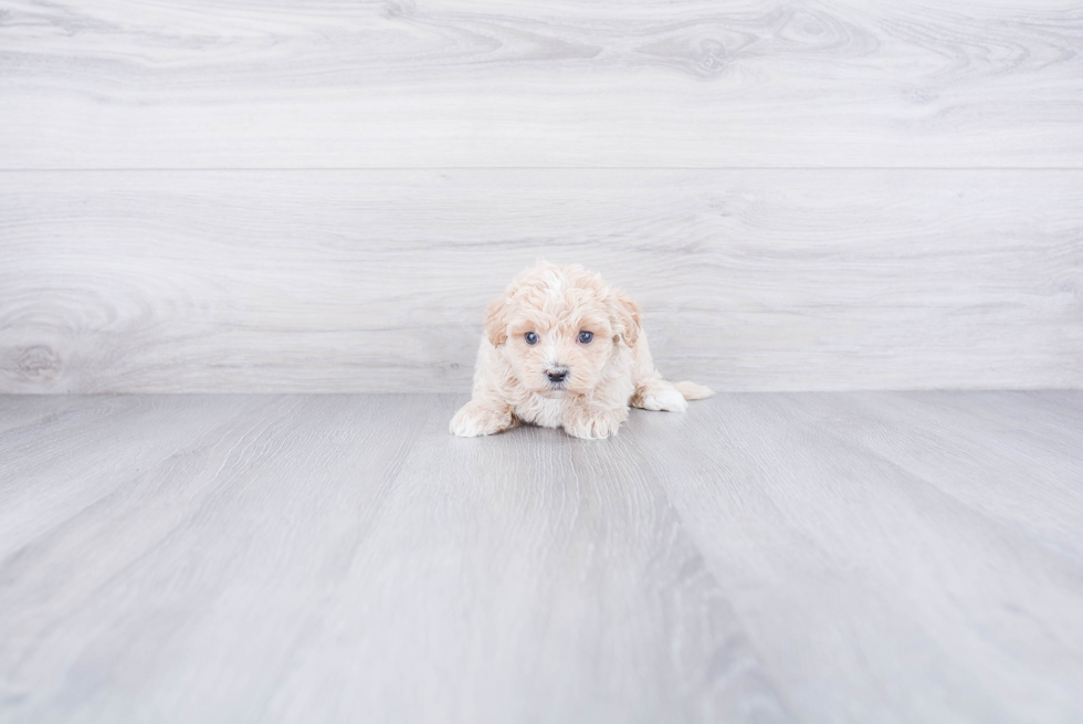 Sweet Maltipoo Baby