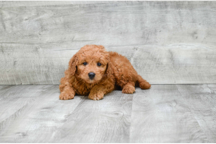 Best Mini Goldendoodle Baby