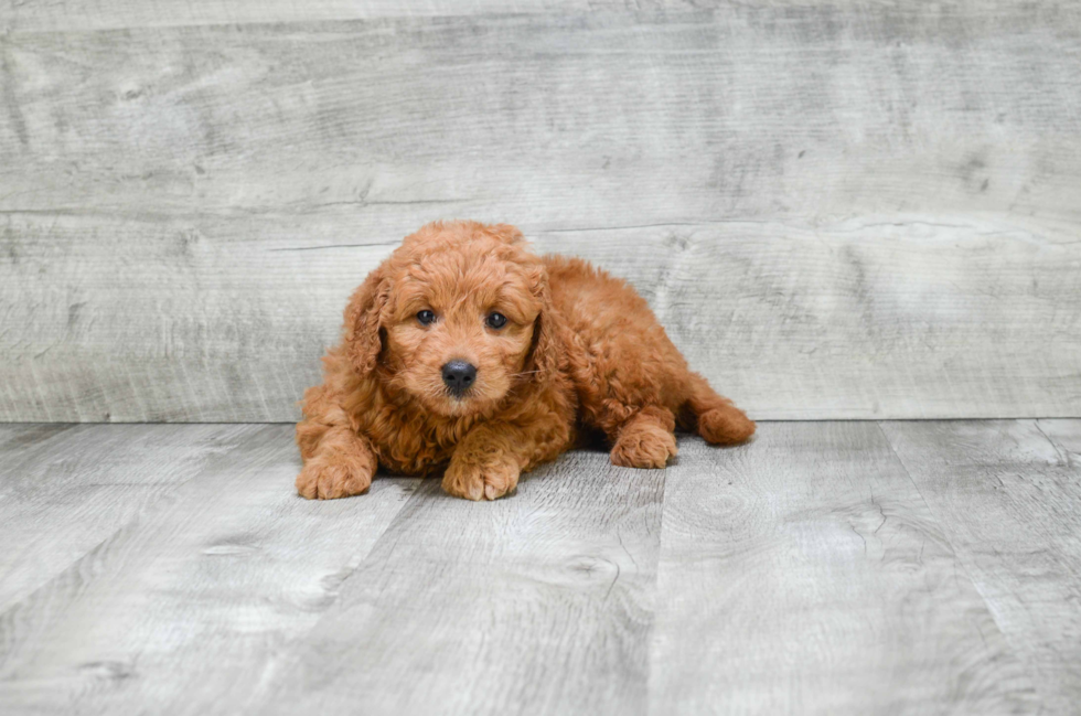 Best Mini Goldendoodle Baby