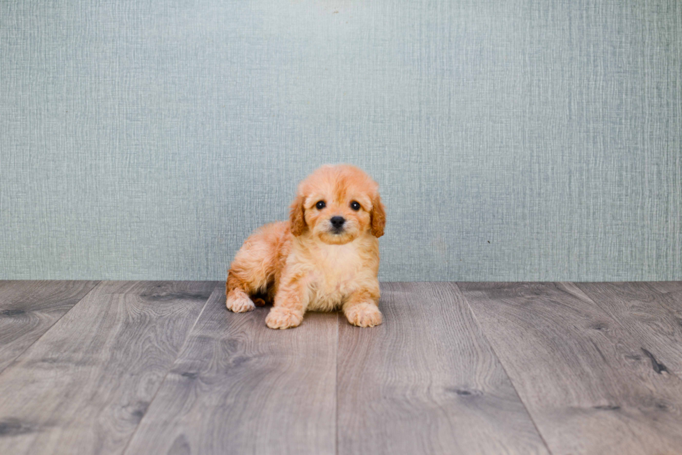 Fluffy Cavapoo Poodle Mix Pup