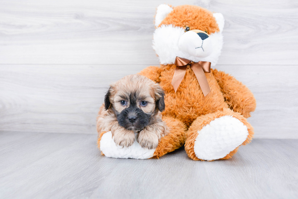 Teddy Bear Pup Being Cute