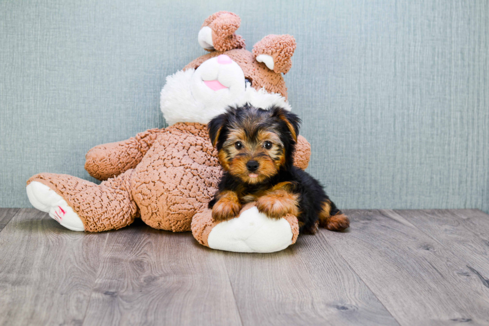 Meet Snickers - our Yorkshire Terrier Puppy Photo 