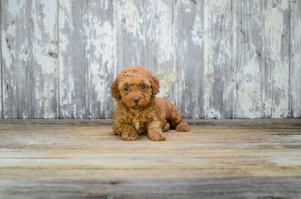 Smart Cavapoo Poodle Mix Pup