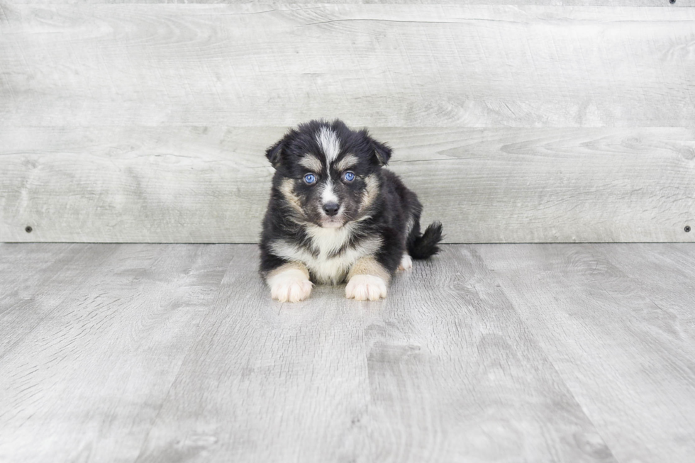 Hypoallergenic Mini Husky Designer Puppy