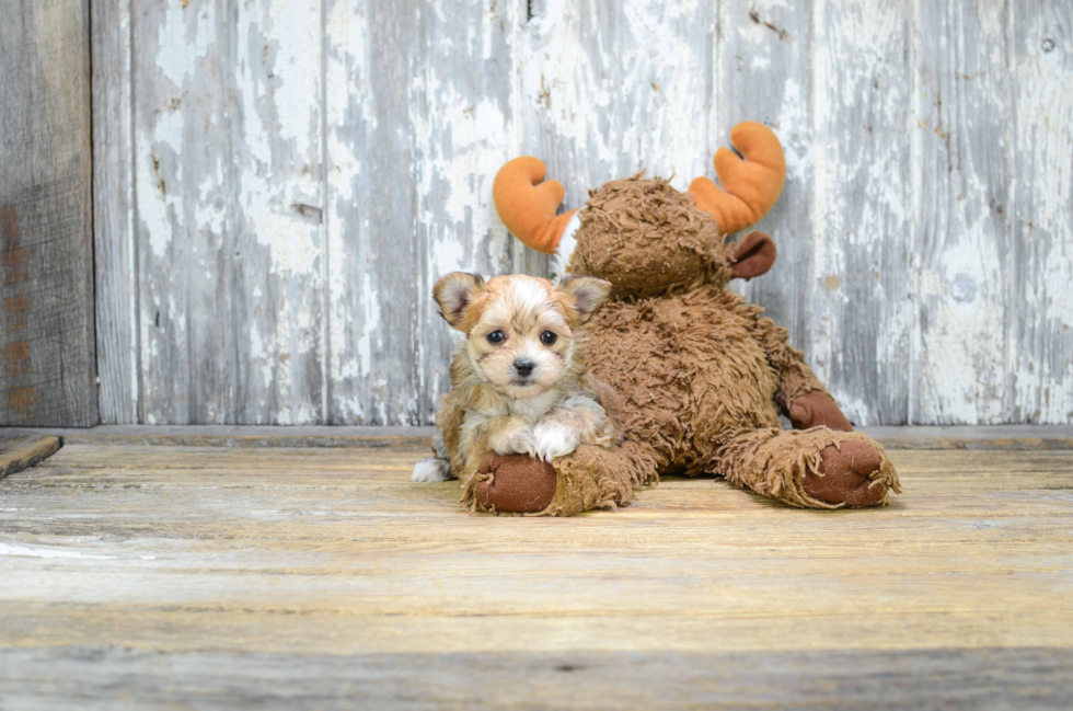 Morkie Puppy for Adoption