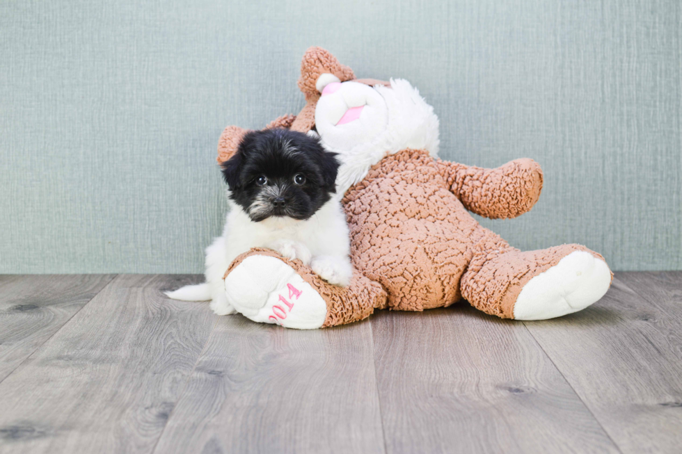 Smart Havanese Purebred Puppy