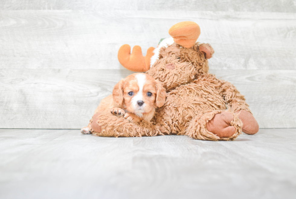 Popular Cavapoo Poodle Mix Pup