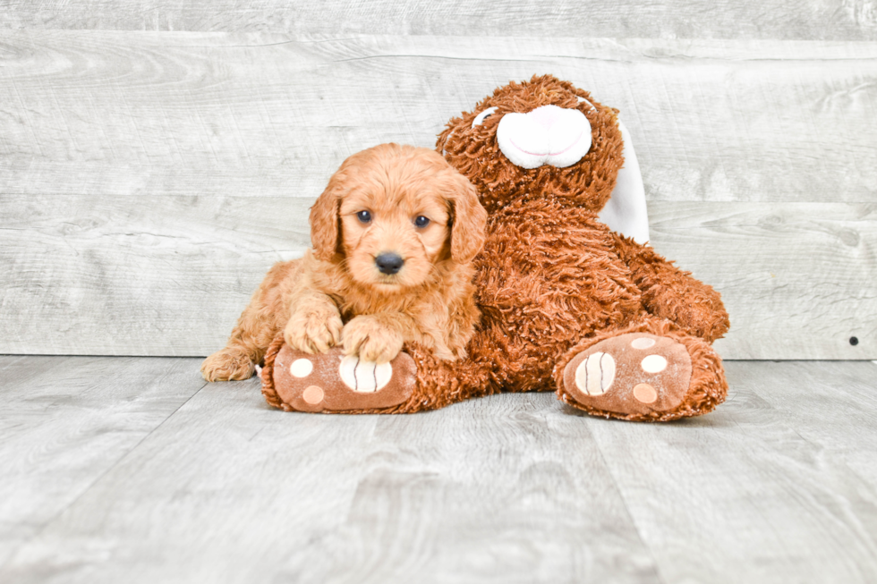 Friendly Mini Goldendoodle Baby