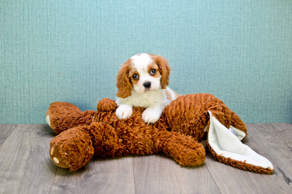 Playful Cavalier King Charles Spaniel Baby