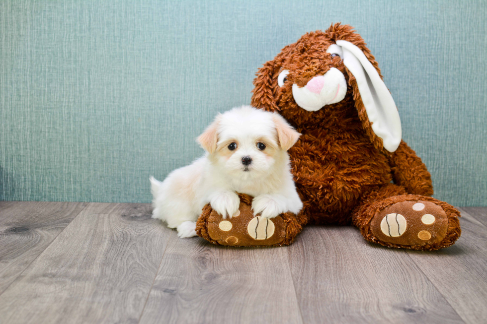 Teddy Bear Pup Being Cute