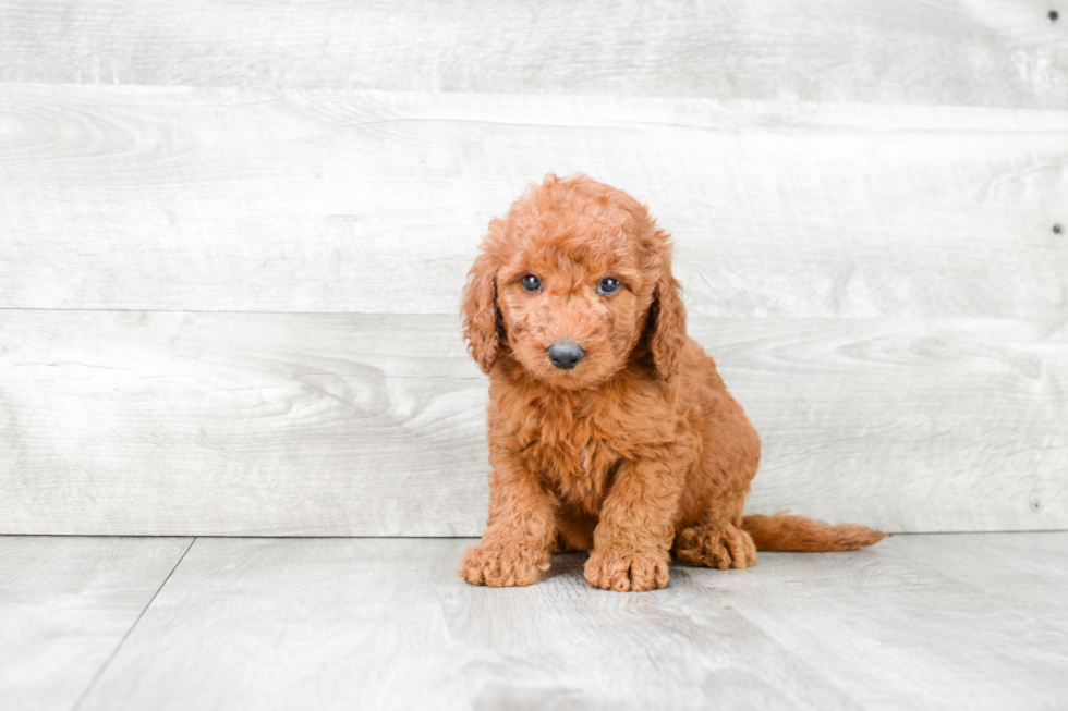 Cute Mini Goldendoodle Baby