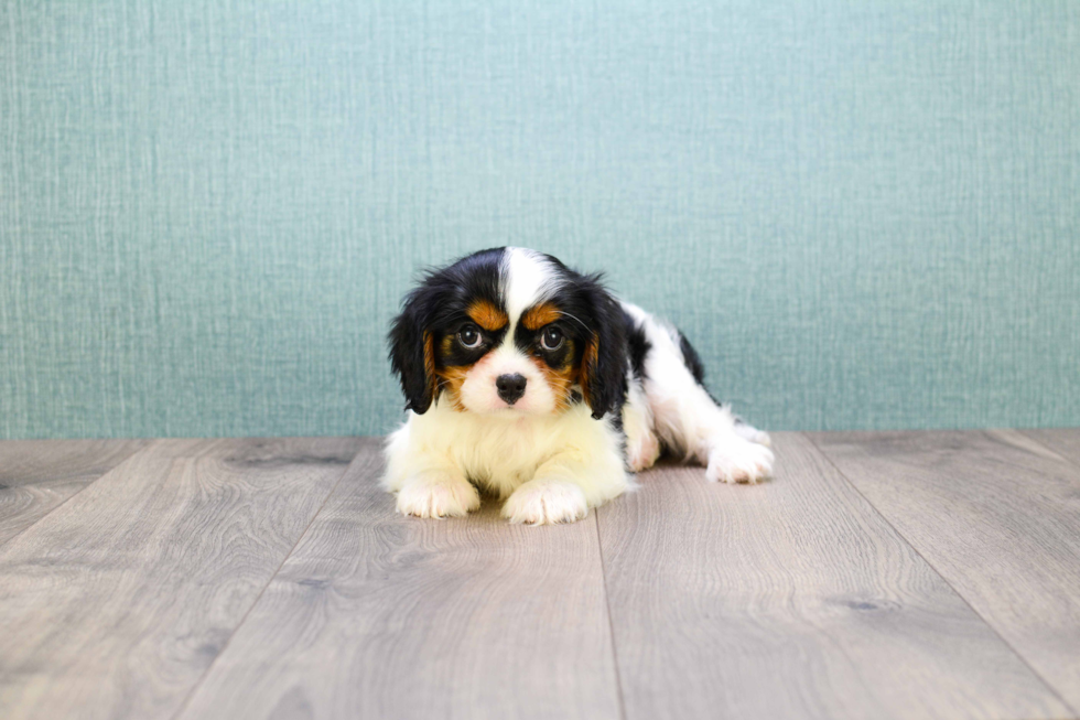 Funny Cavalier King Charles Spaniel Baby