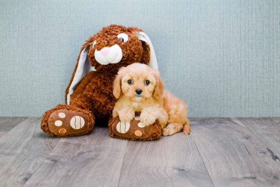 Cavapoo Puppy for Adoption