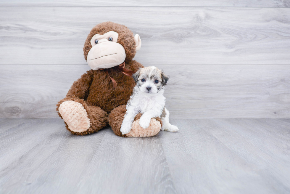 Energetic Maltese Poodle Poodle Mix Puppy