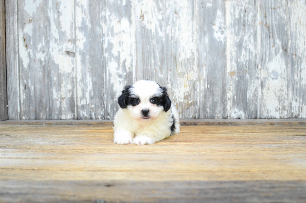 Teddy Bear Pup Being Cute