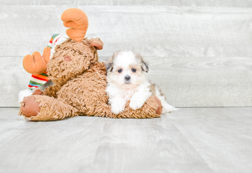 Playful Shichon Designer Puppy