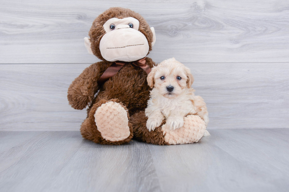 Petite Maltipoo Poodle Mix Pup