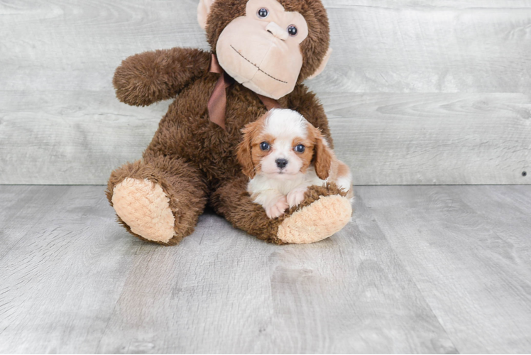 Playful Cavalier King Charles Spaniel Purebred Pup