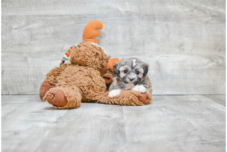 Teddy Bear Puppy for Adoption