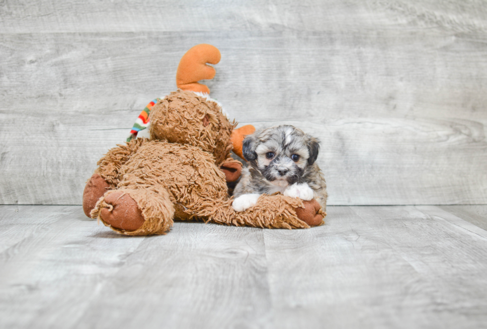 Teddy Bear Puppy for Adoption