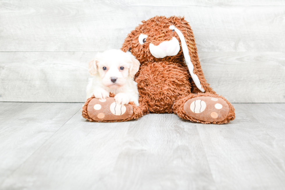 Happy Cavachon Baby